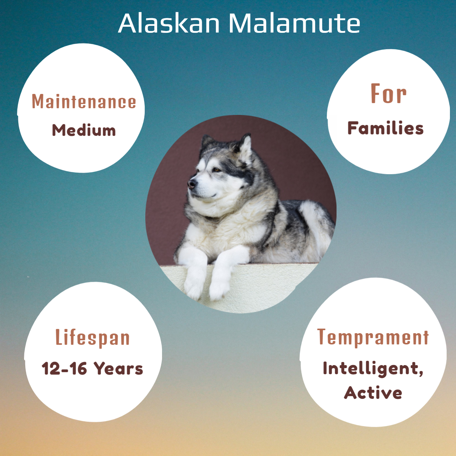 Top 7 Large Breed Dogs In Australia VetSupply