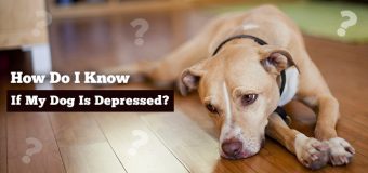 How Do I Know If My Dog Is Depressed?