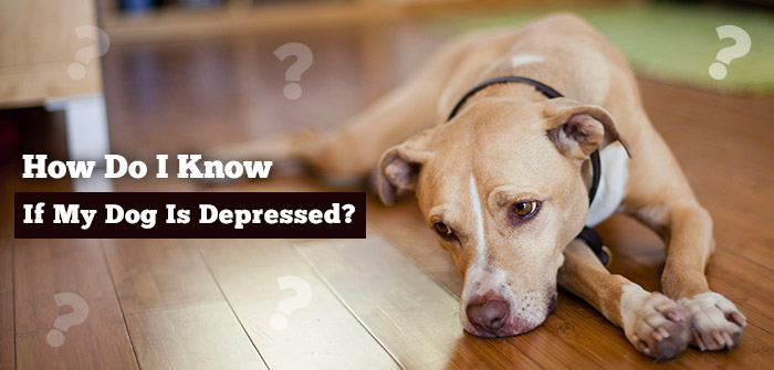 My dog is depressed because of new sales dog
