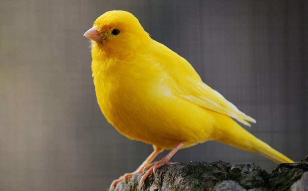 Pet birds for sales kids