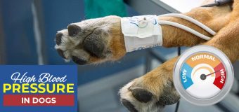 High Blood Pressure in Dogs