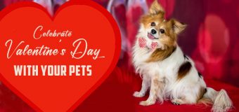 How to Celebrate this Valentine’s Day with Your Pets