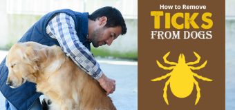 How to Remove Ticks from Dogs (With Pictures)