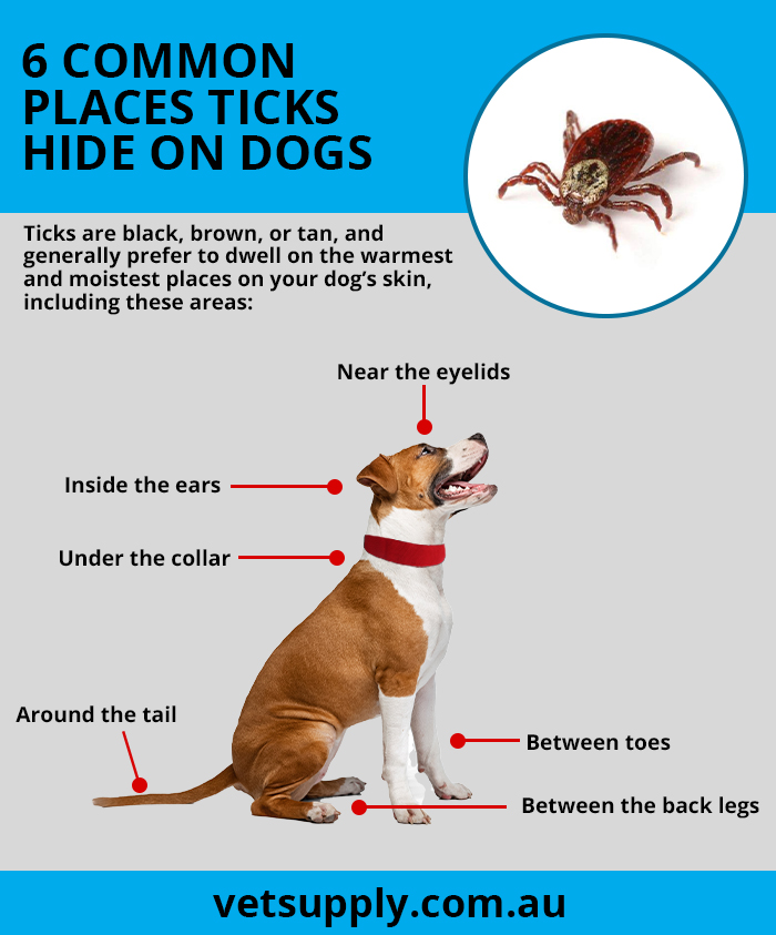 How To Remove Ticks From Dogs With Pictures Vetsupply