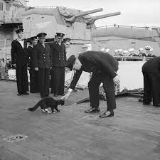 cat during war