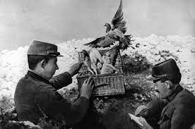 pigeons during world war 1