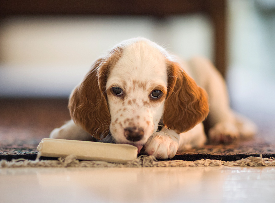 The Role Of Antioxidants In A Pet’s Life