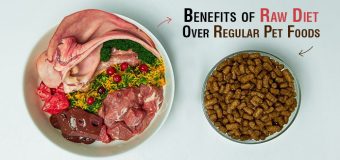 Benefits of BARF or RAW Diet Over Regular Pet Foods