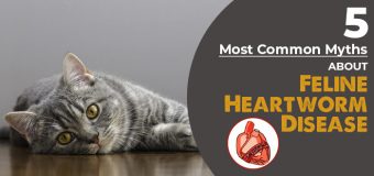 5 Most Common Myths about Feline Heartworm Disease