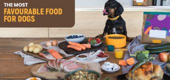 The most favourable food for dogs