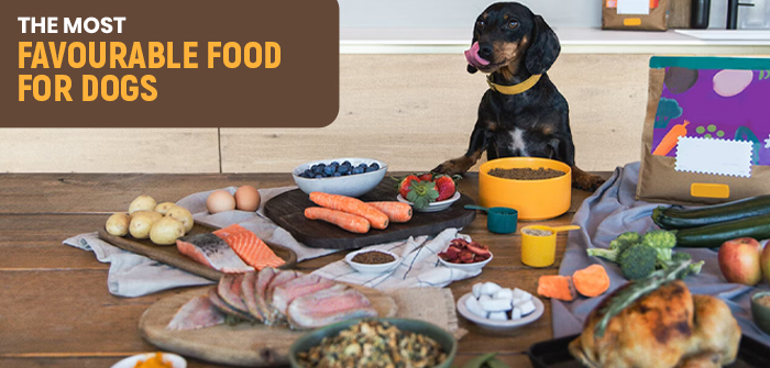 food options for dogs
