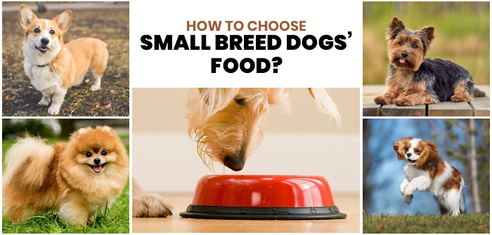 How to choose small breed dogs food
