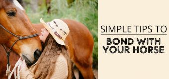 Simple Tips to Bond with Your Horse