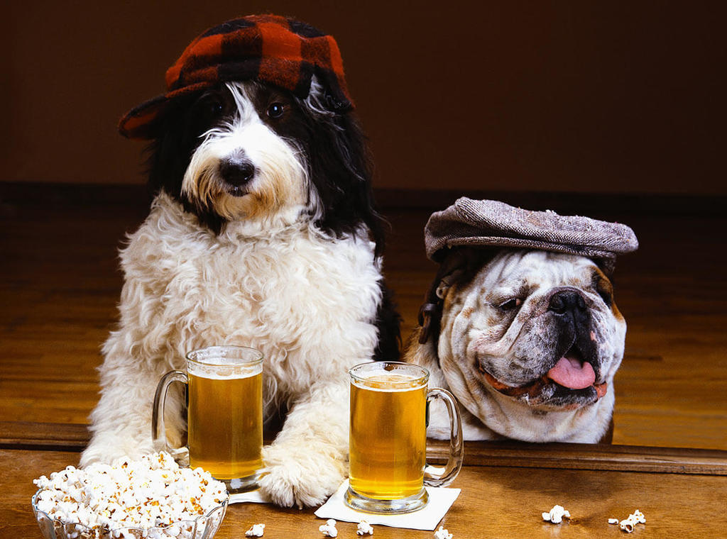 Alchohol and dogs