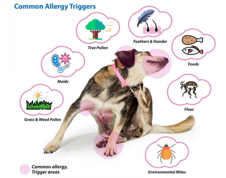 Allergies in Dogs What Every Pet Parent Should Know