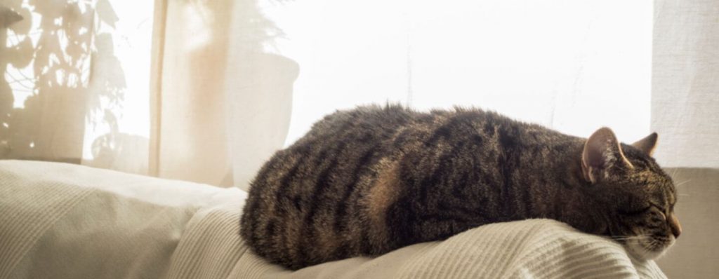 lazy cat on sofa