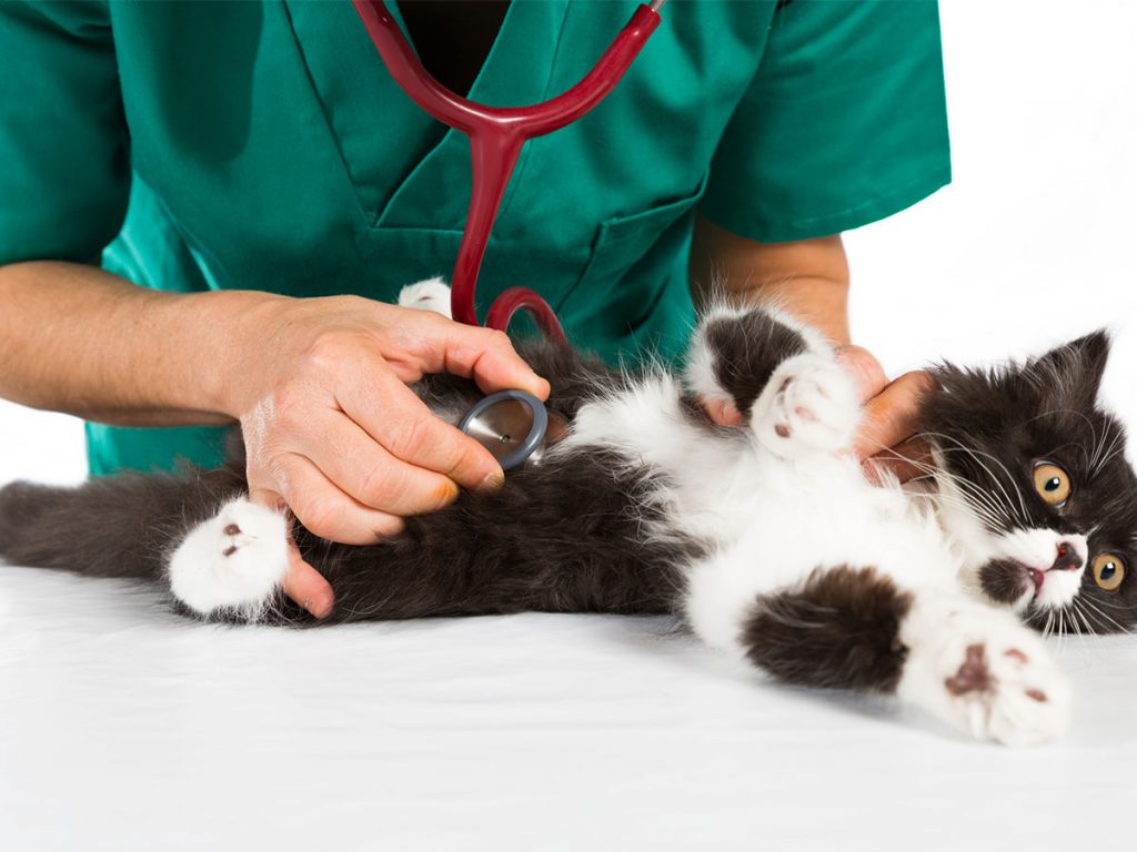 vet checking a senior cat