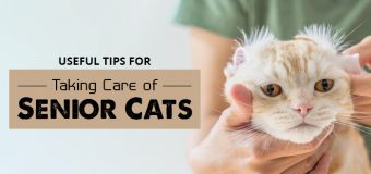 Useful Tips For Taking Care of Senior Cats