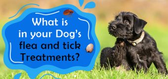 What is in your Dog’s flea and tick Treatments?