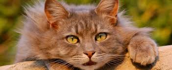 Brown Senior cat