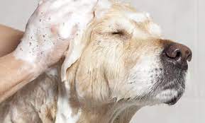 bathing a dog
