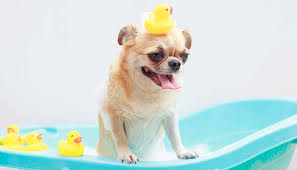 Puppy in a bath tub