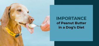 Importance of Peanut Butter in a Dog’s Diet