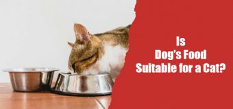 Is Dog’s Food Suitable for a Cat?