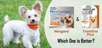 Nexgard and Frontline Plus – Which One is Better?