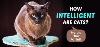 How Intelligent are Cats? Here’s How to Tell