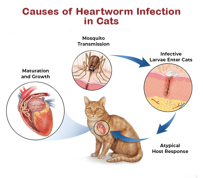causes of heartworm infection in cats