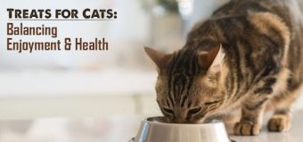 Treats for Cats: Balancing Enjoyment and Health