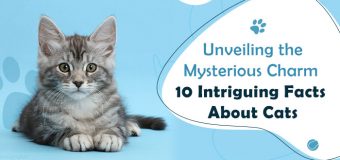Unveiling the Mysterious Charm: 10 Intriguing Facts About Cats