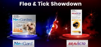 Flea and Tick Showdown: NexGard vs. Bravecto