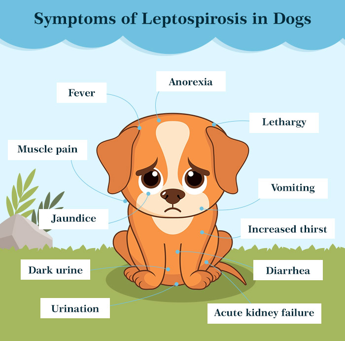 Leptospirosis In Dogs What Every Pet Parent Should Know VetSupply leptospirosis-in-dogs-what-every-pet-parent-should-know-vetsupply