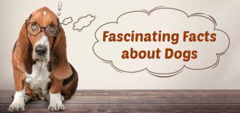 Fascinating Facts about Dogs – Know Your Pet!