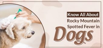 Know All About Rocky Mountain Spotted Fever in Dogs