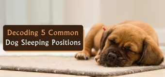Decoding 5 Common Dog Sleeping Positions