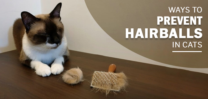 Ways To Prevent Hairballs In Cats