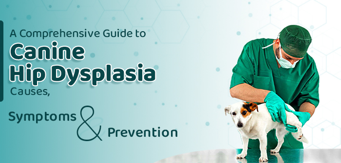 A Comprehensive Guide to Canine Hip Dysplasia – Causes, Symptoms & Prevention