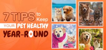 7 Tips to Keep Your Pet Healthy Year-Round