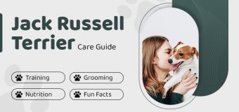 Jack Russell Terrier Care Guide: Training, Nutrition, Grooming, and Fun Facts
