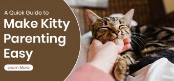 A Quick Guide to Make Kitty Parenting Easy