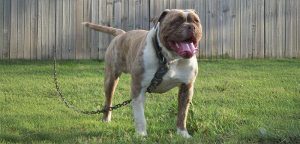 Alapaha Blue Blood Bulldog