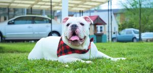Australian Bulldog