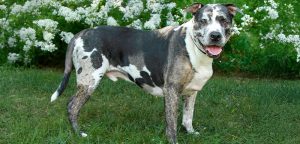 Catahoula Bulldog
