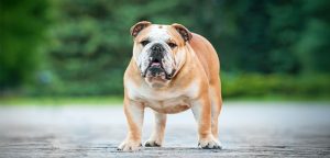 English Bulldog