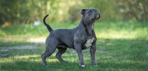 Olde English Bulldogge