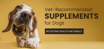 Vet-Recommended Supplements for Dogs: Boosting Health Naturally