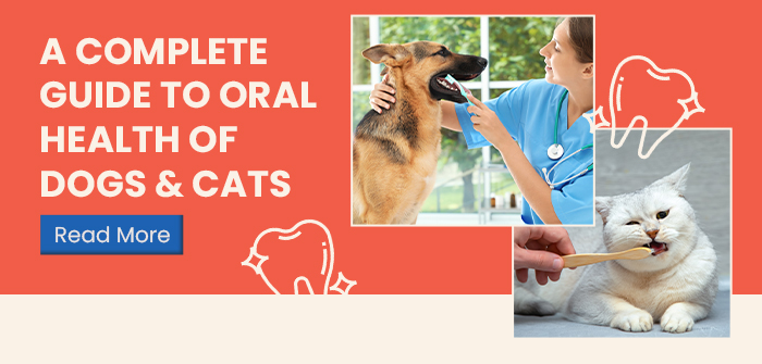A Complete Guide to Oral Health of Dogs & Cats